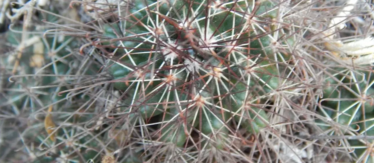 Cumarinia odorata
