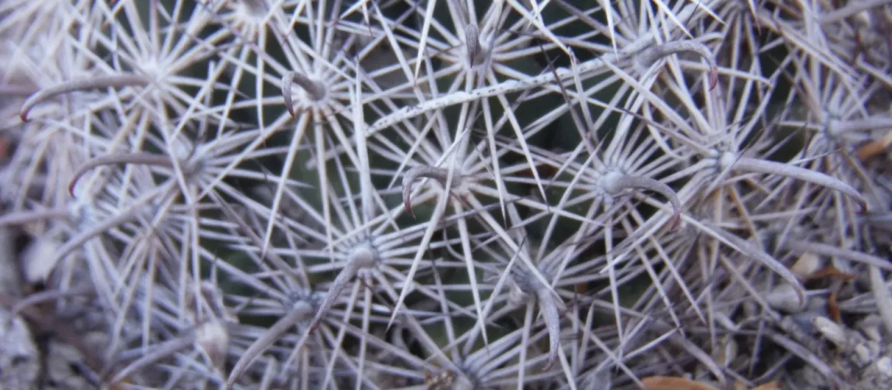 Coryphantha delicata