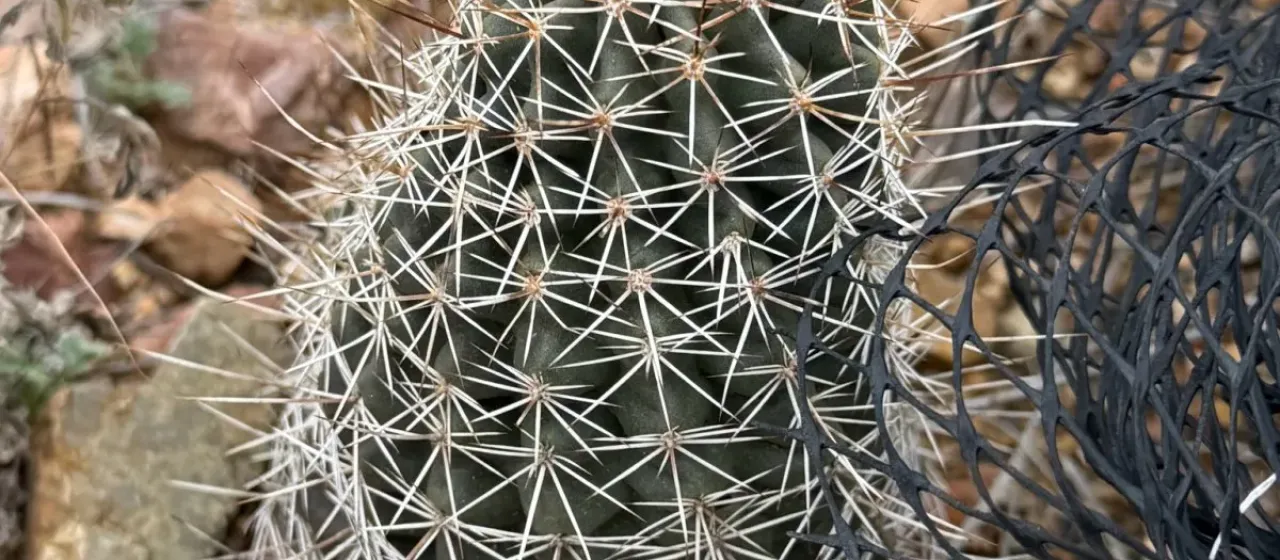 Echinocereus fendleri