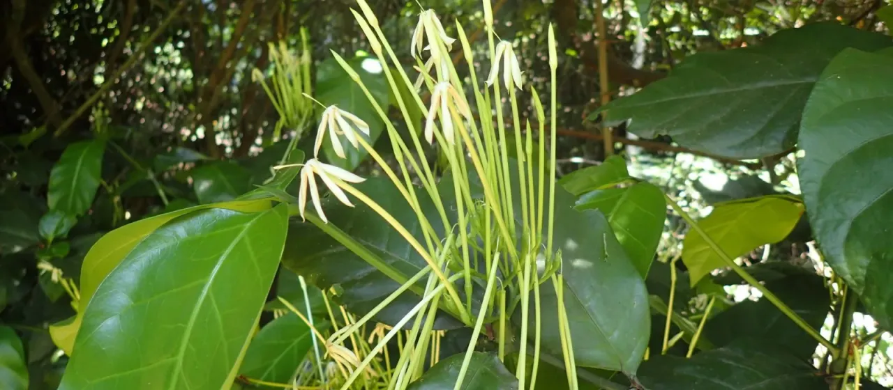 Oxyanthus pyriformis