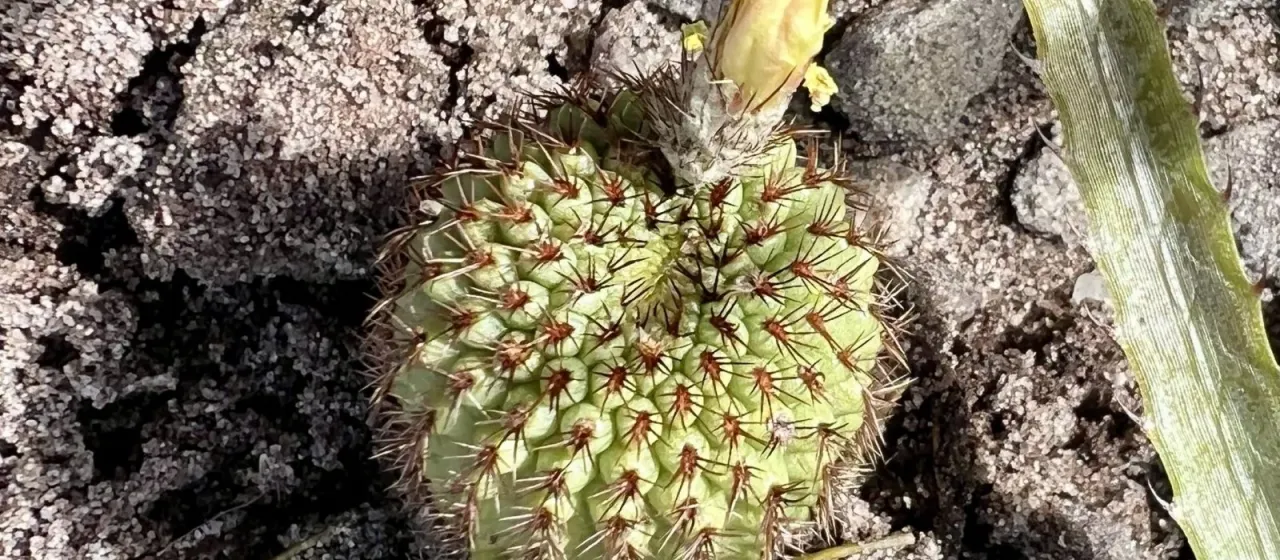 Frailea chiquitana