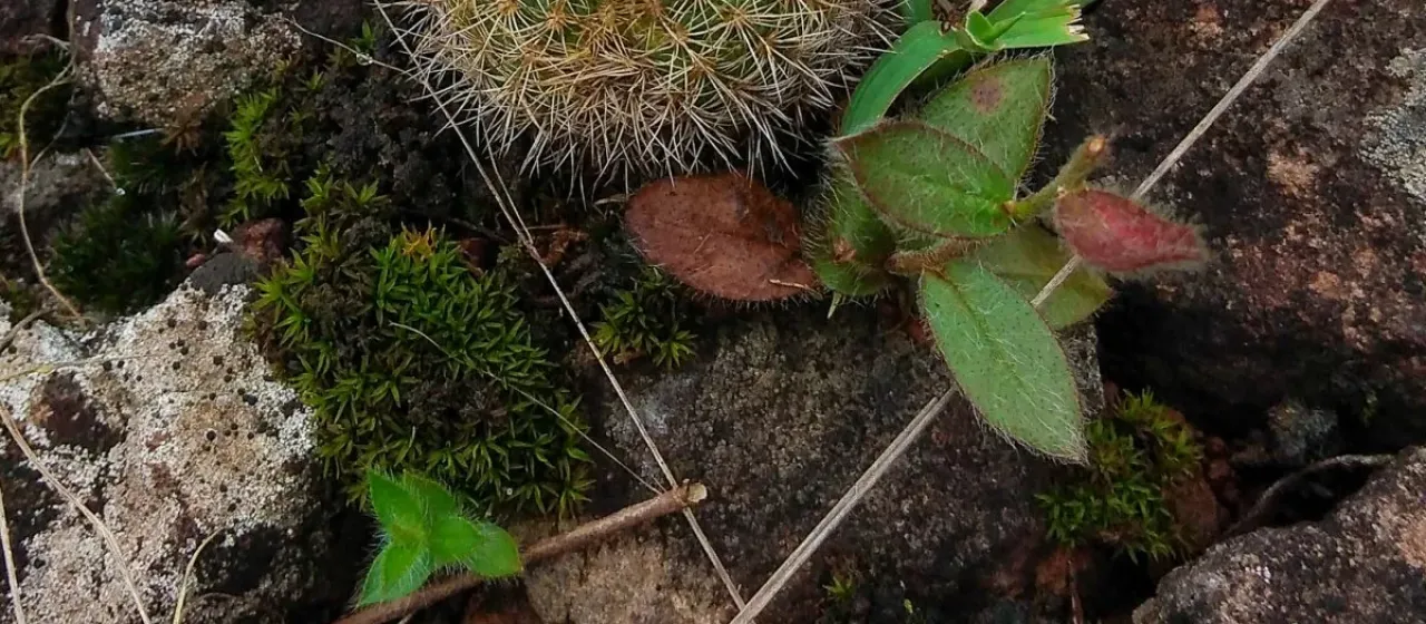 Frailea pumila