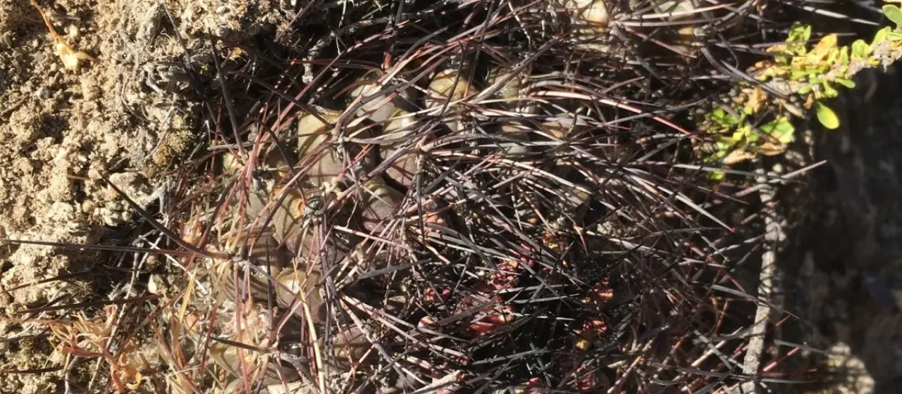 Neowerdermannia chilensis