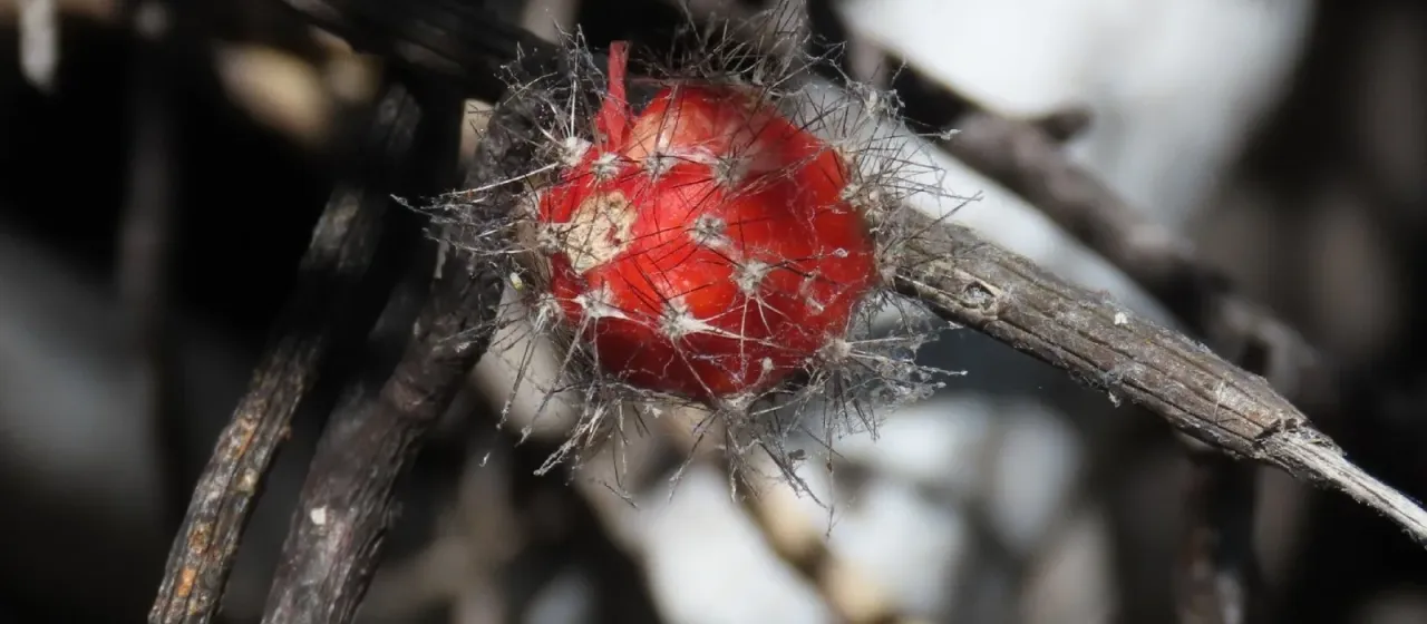 Peniocereus striatus