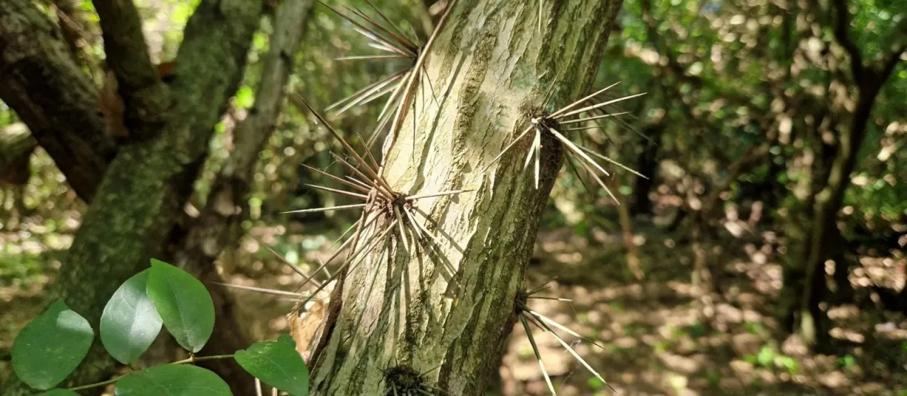 Rhodocactus nemorosus