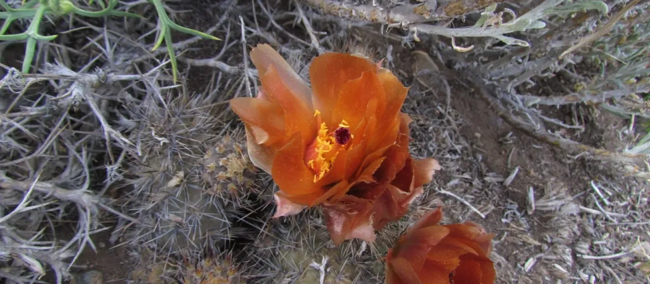 Pterocactus hickenii