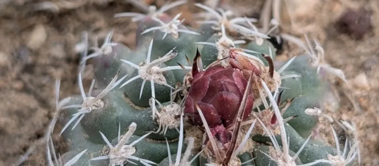Sclerocactus spinosior