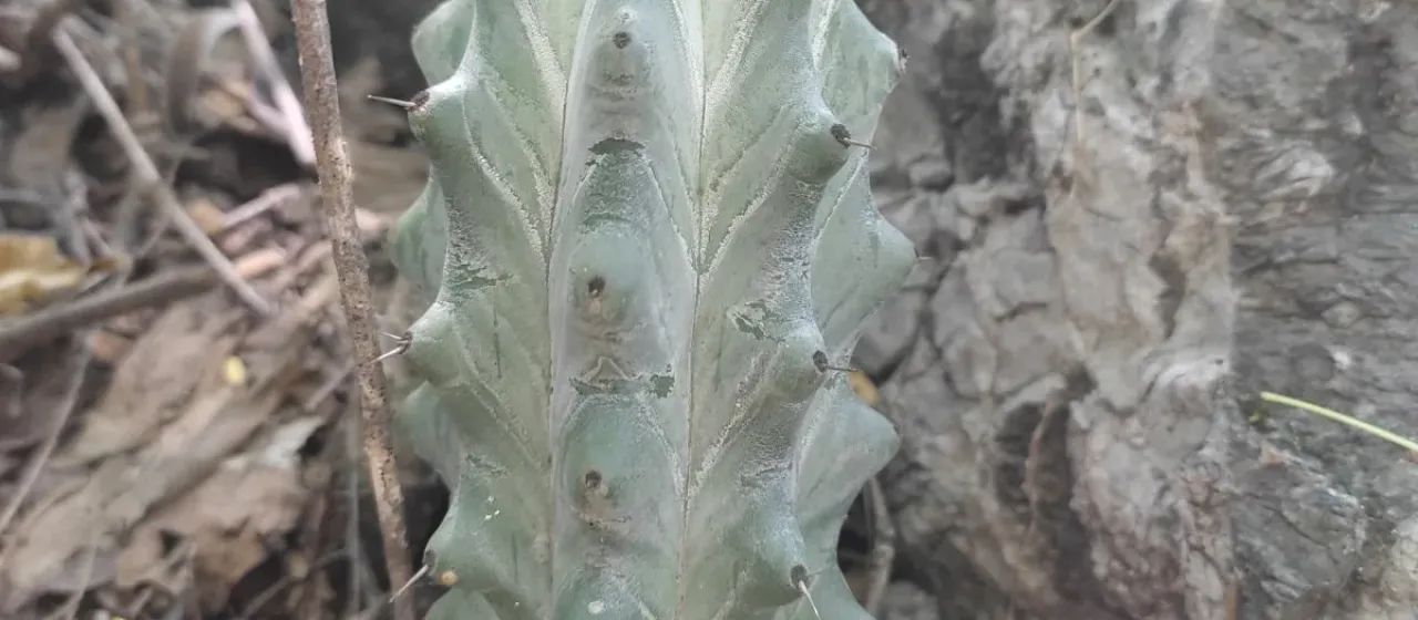 Stenocereus beneckei