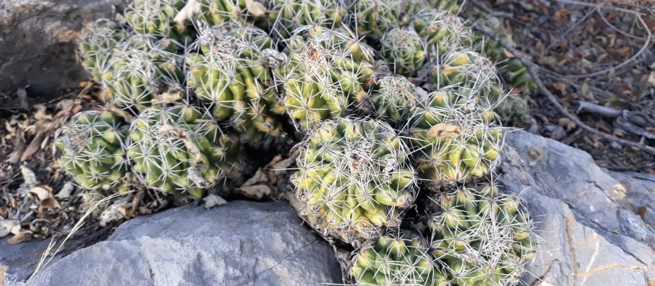 Thelocactus leucacanthus
