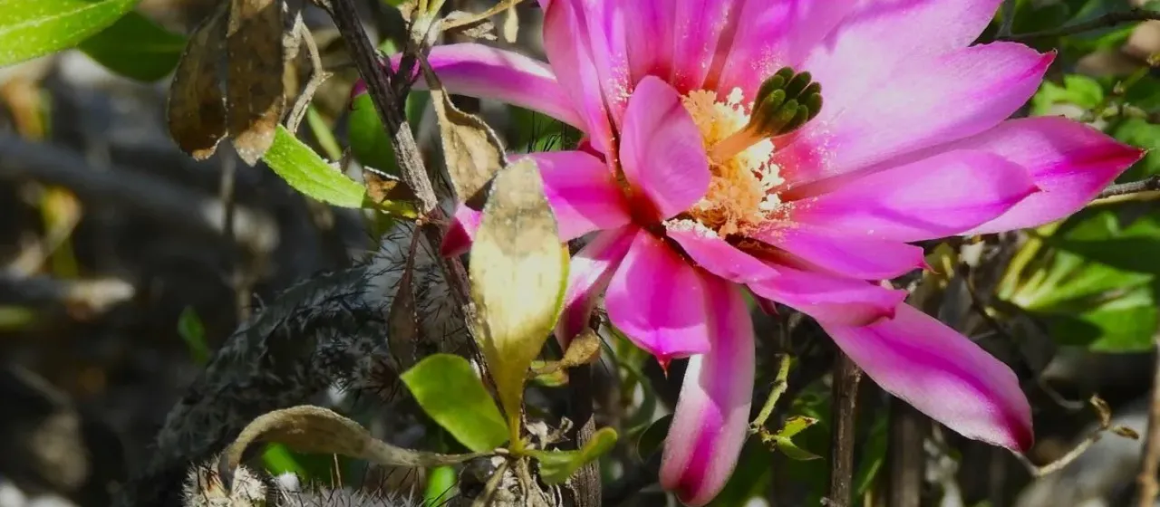 Echinocereus poselgeri