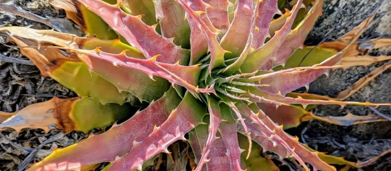 Deuterocohnia chrysantha