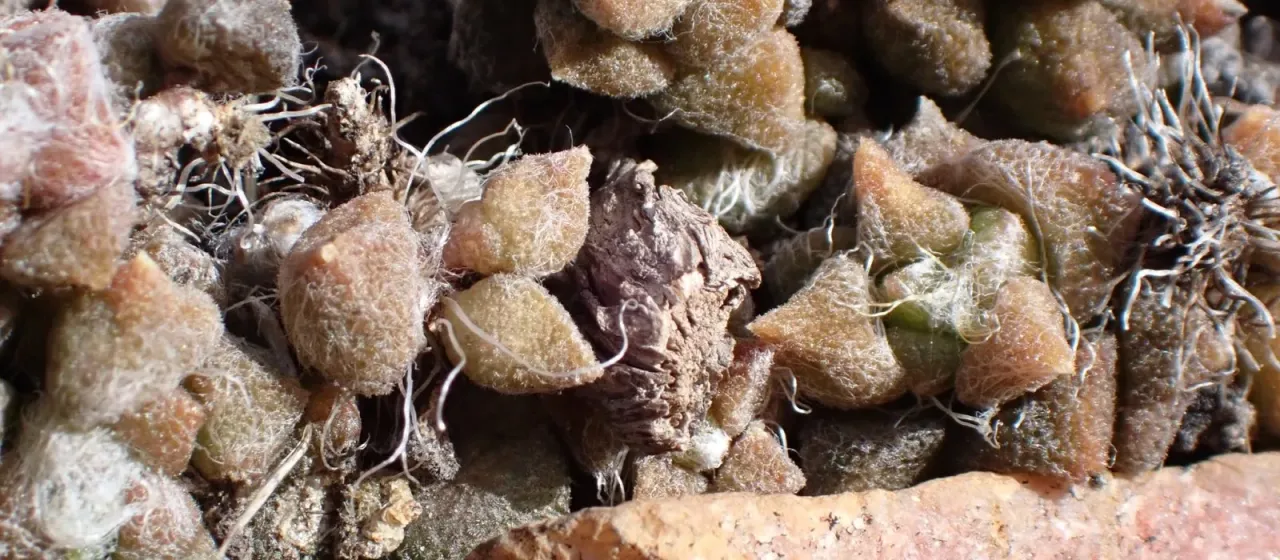 Anacampseros arachnoides