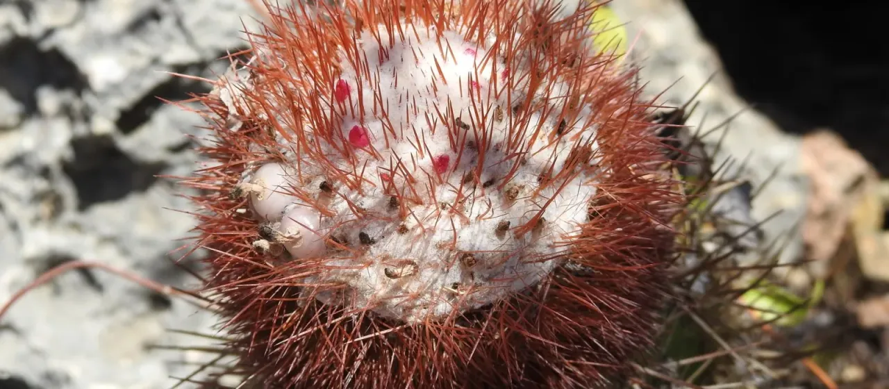 Melocactus harlowii