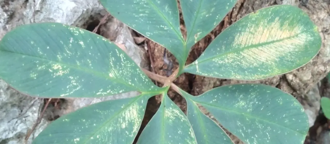 Amorphophallus atroviridis