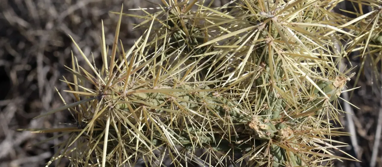 Cylindropuntia davisii