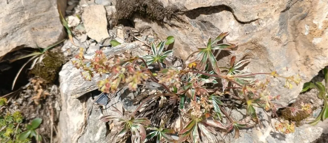 Silk lady's mantle
