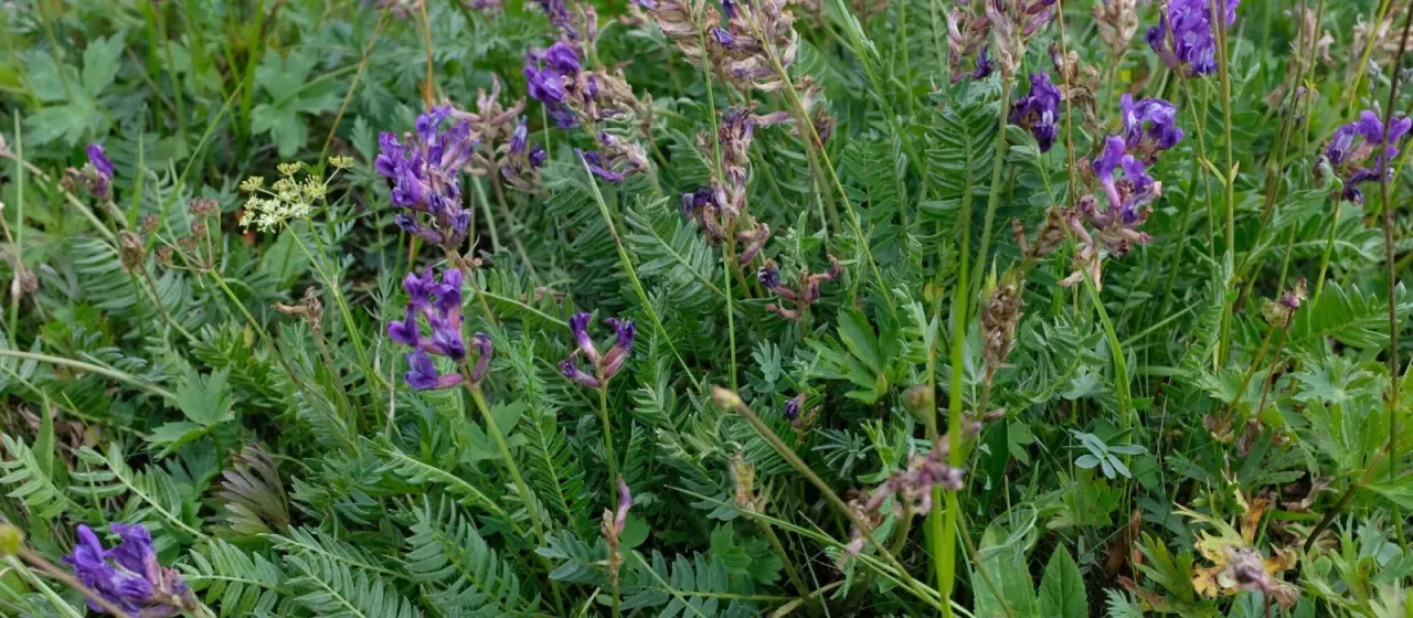 Alpine locoweed