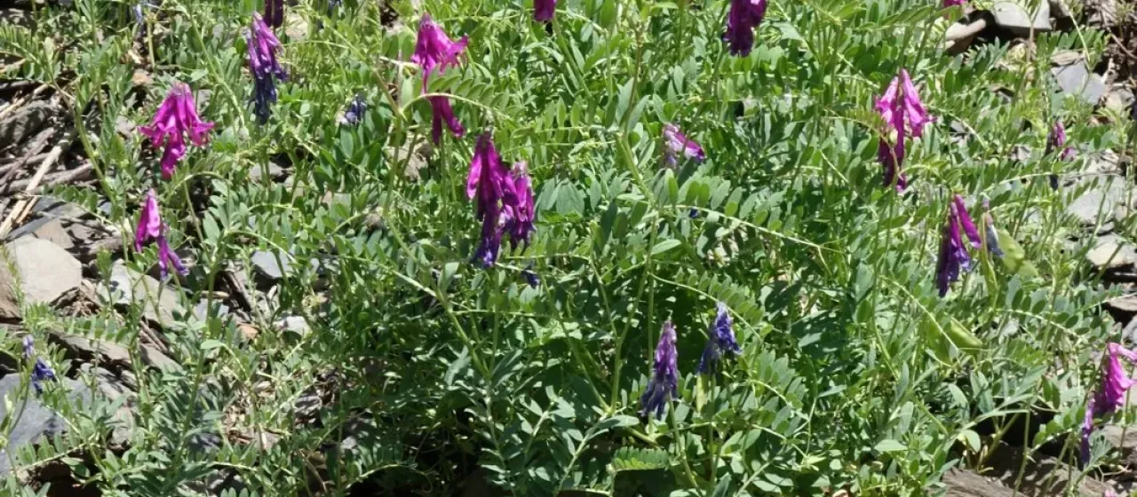 Mountain vetch