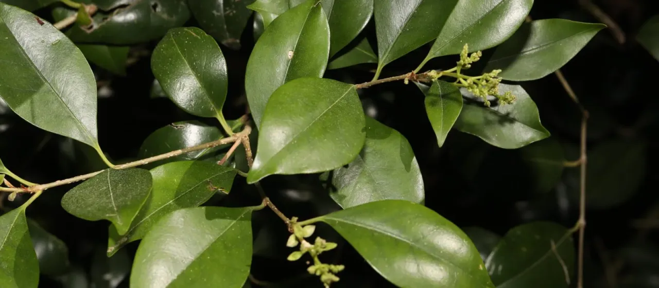 Japanese privet