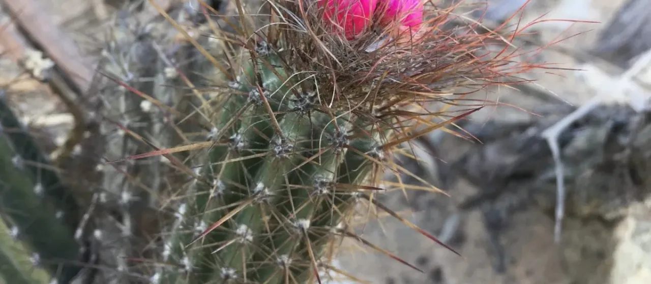 Arrojadoa rhodantha