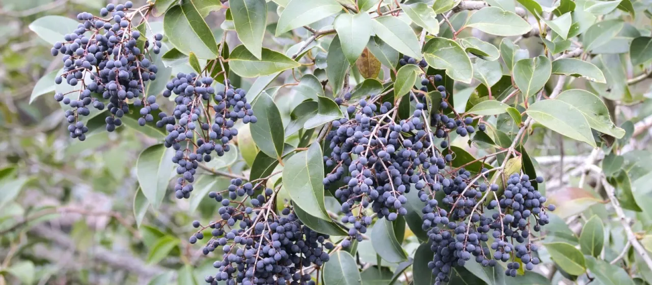 Glossy privet