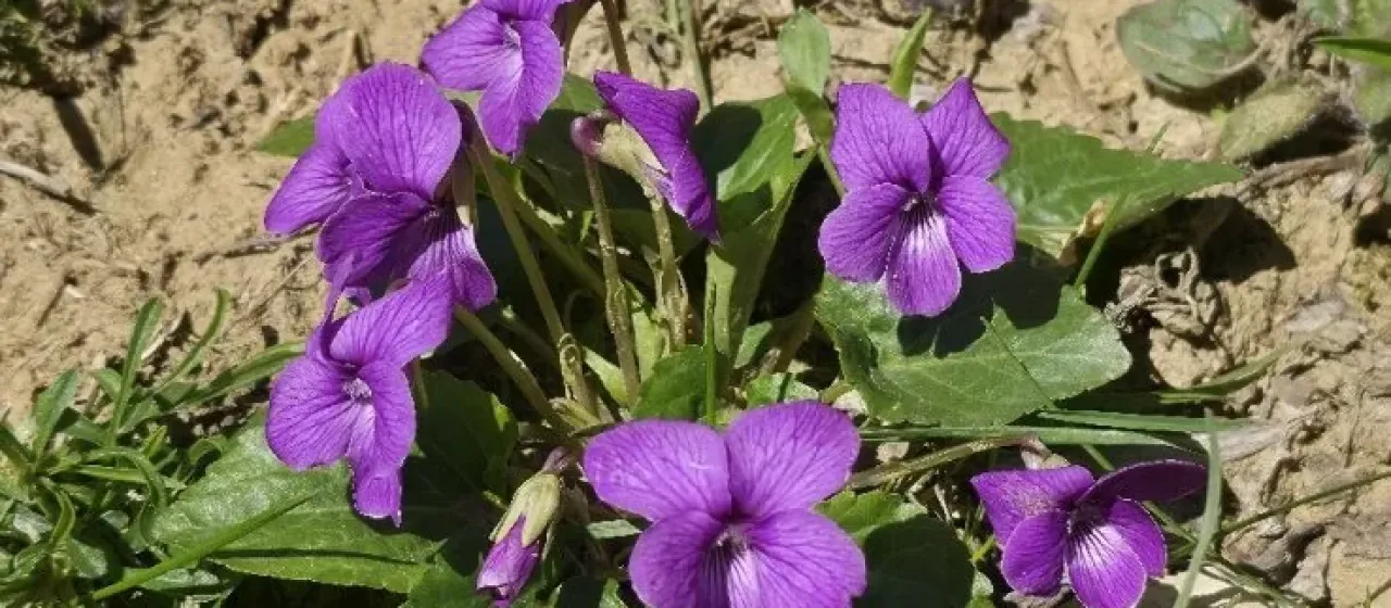 Viola somchetica