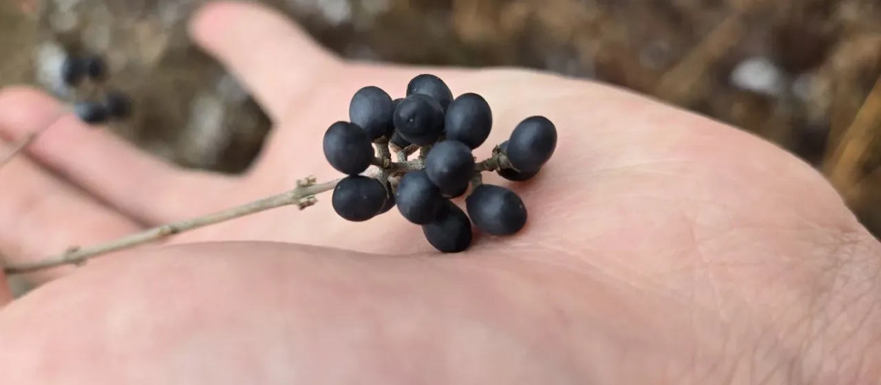 Amur privet