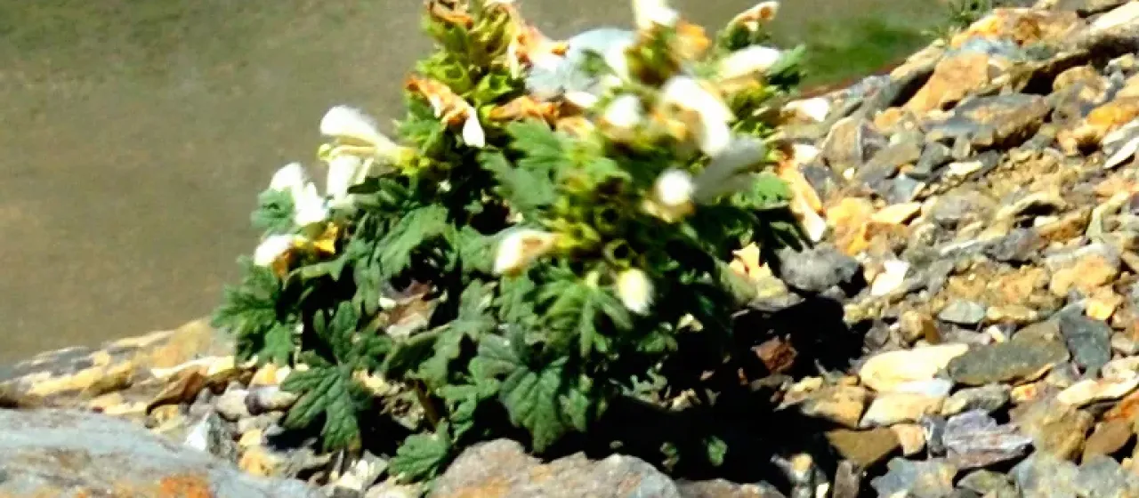 Panzerina canescens