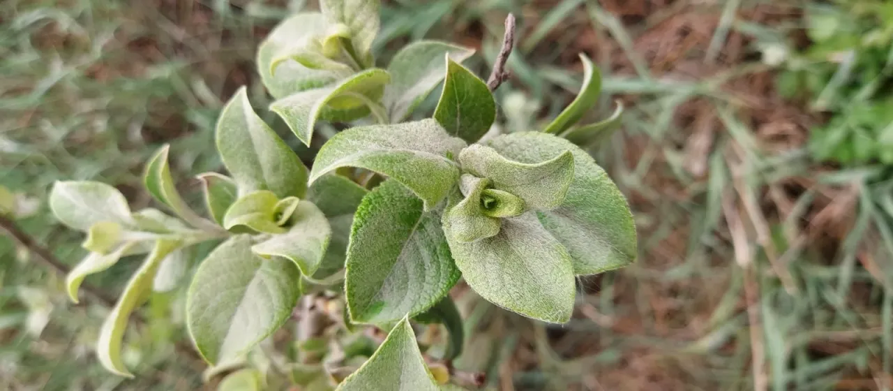 Reichardt's willow