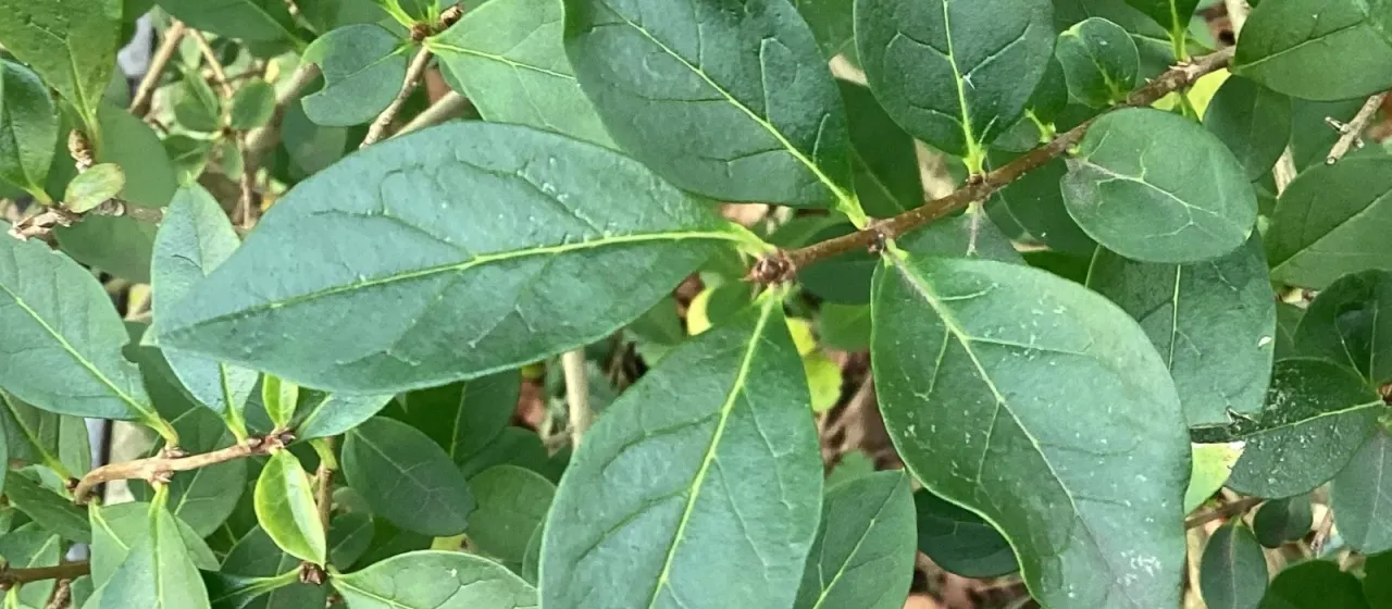 Oval-leaf privet