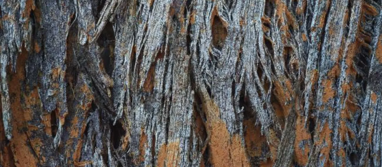 Eucalyptus andrewsii