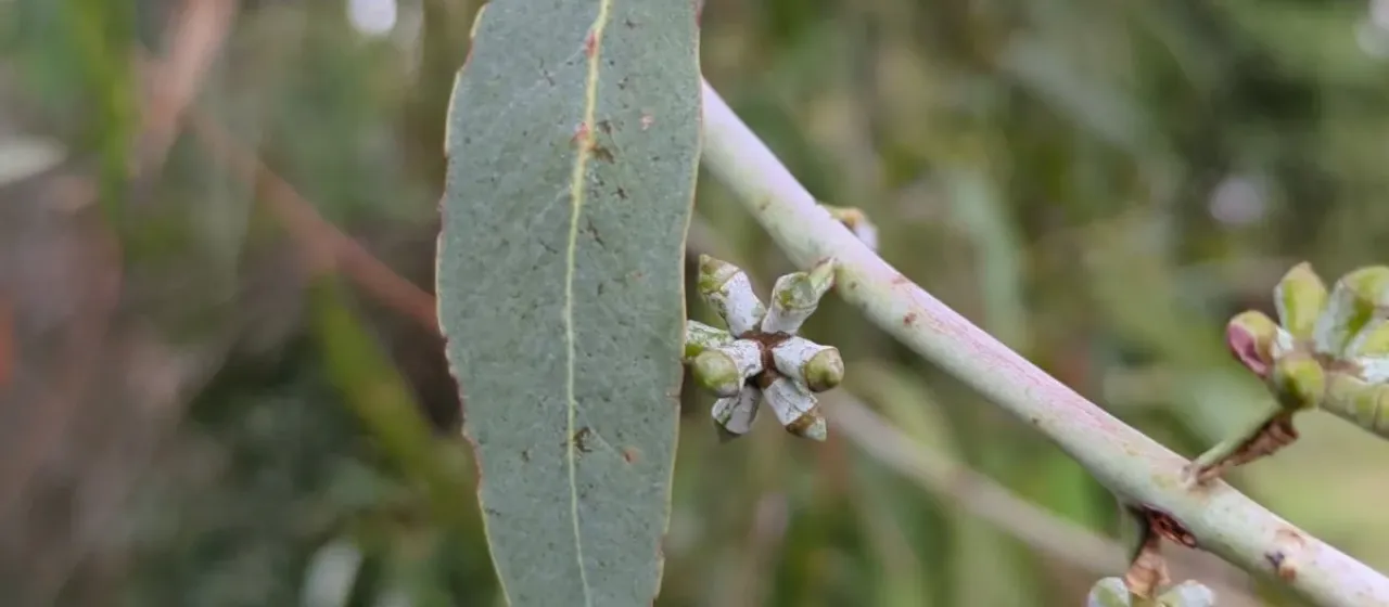 Eucalyptus cephalocarpa