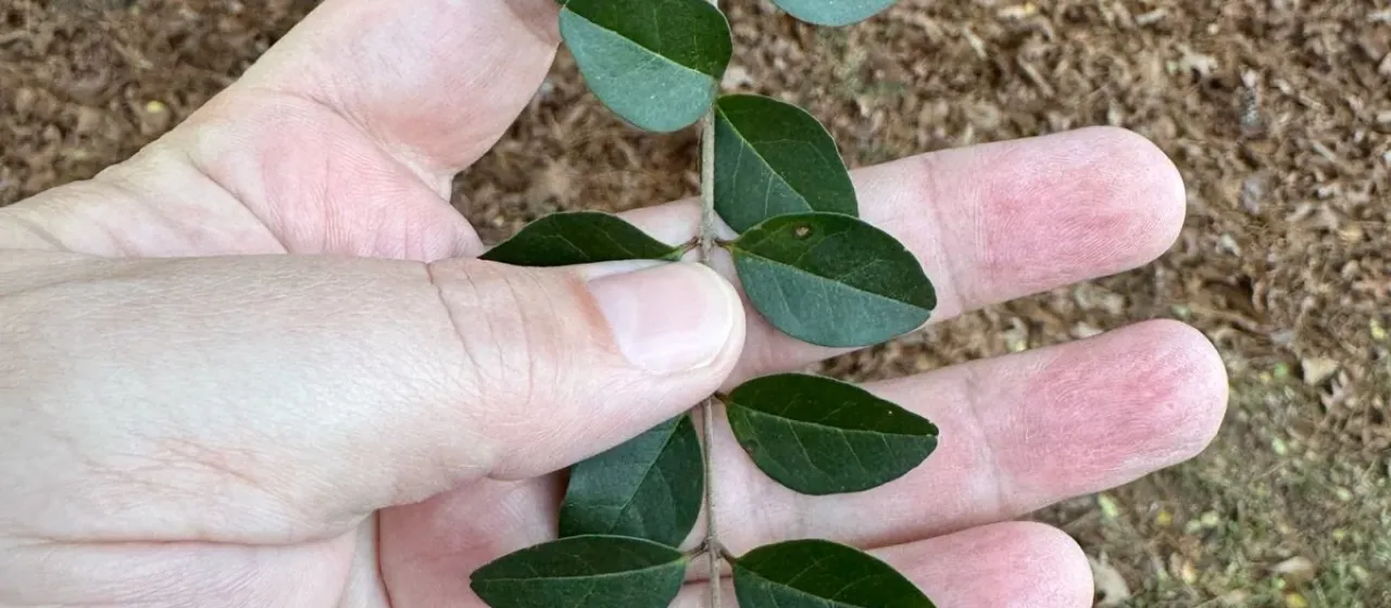 Chinese privet