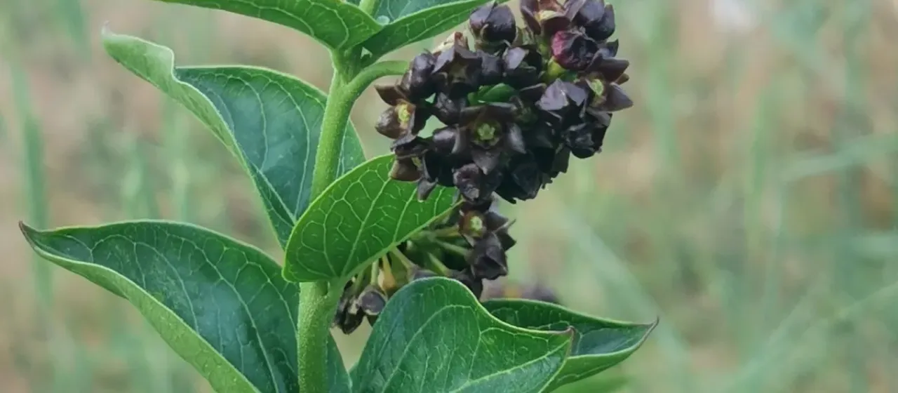 Vincetoxicum funebre