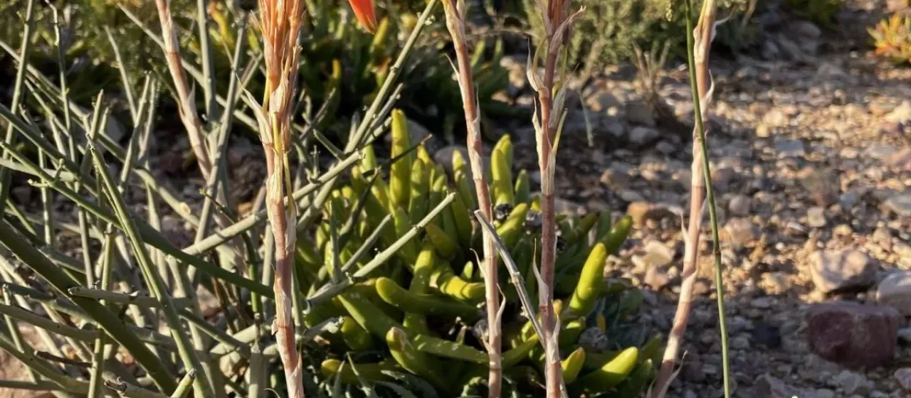 Hedgehog Aloe