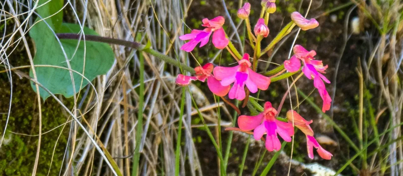 Cynorkis gibbosa
