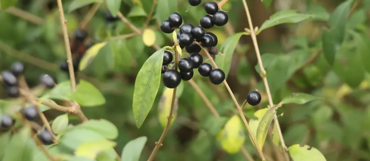 Common privet