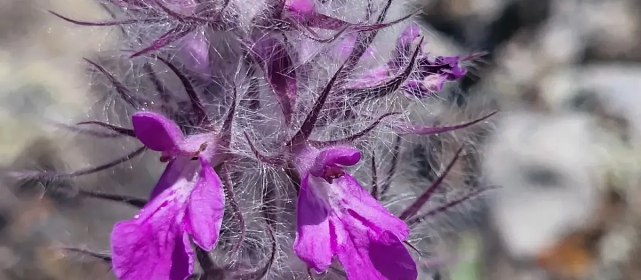 Lavender-leaved hedge-nettle