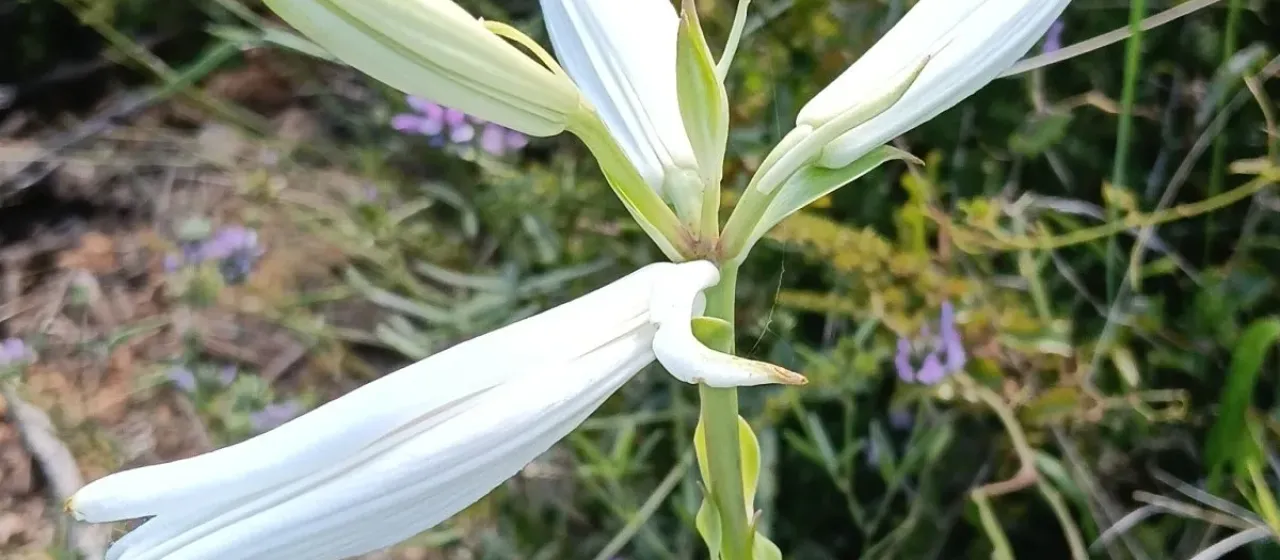 Madonna lily