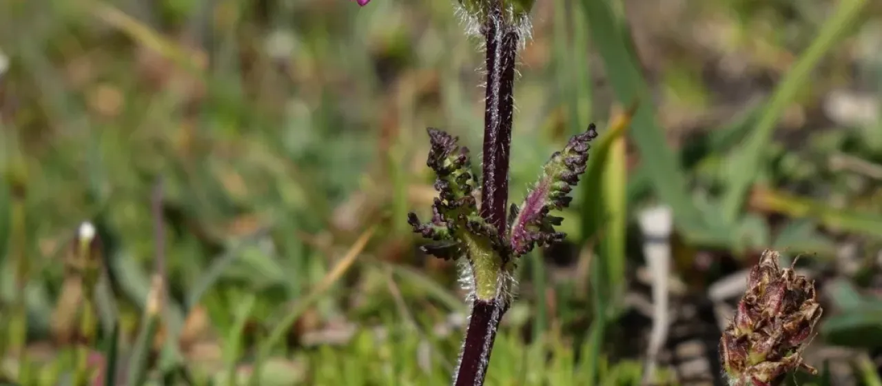 Pedicularis crassirostris