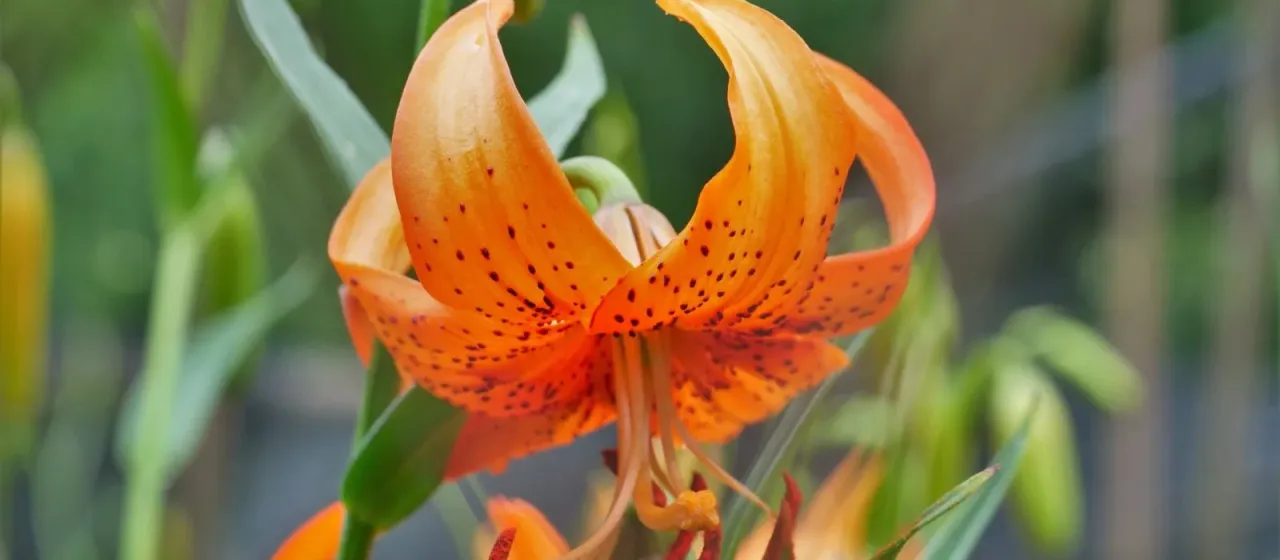 David's lily