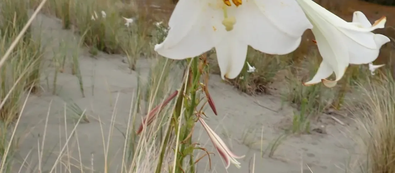 Formosa lily