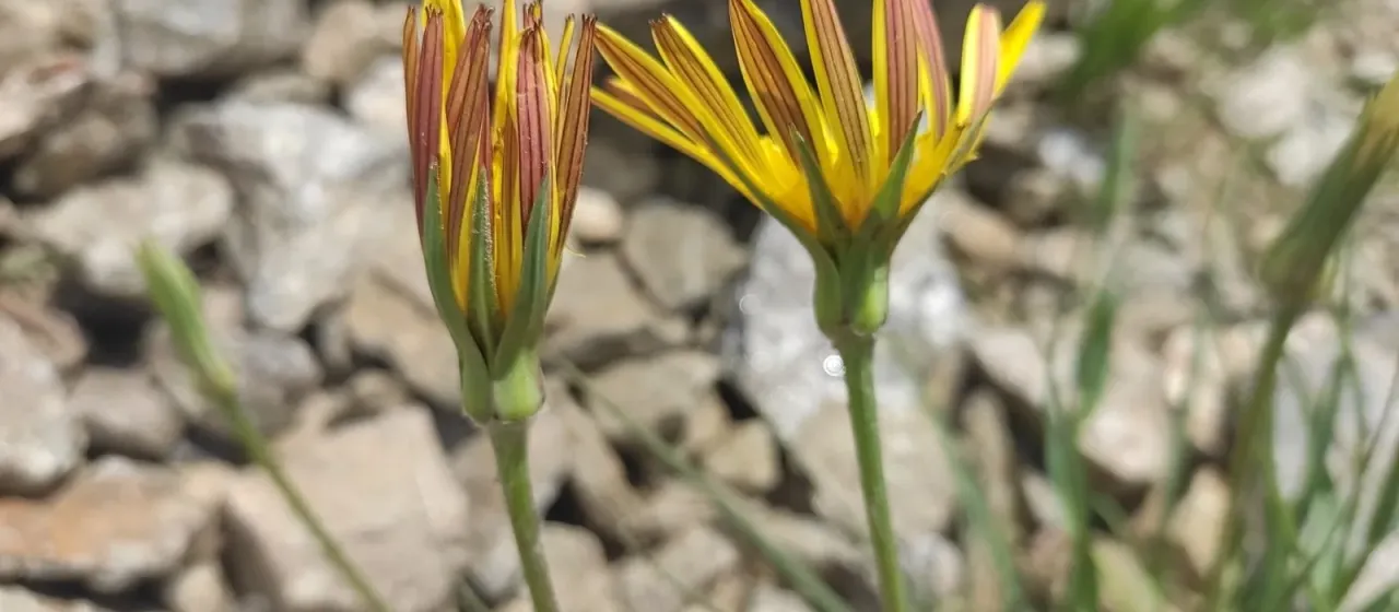 Reticulate salsify