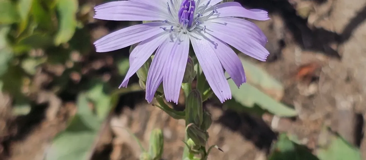 Cicerbita racemosa