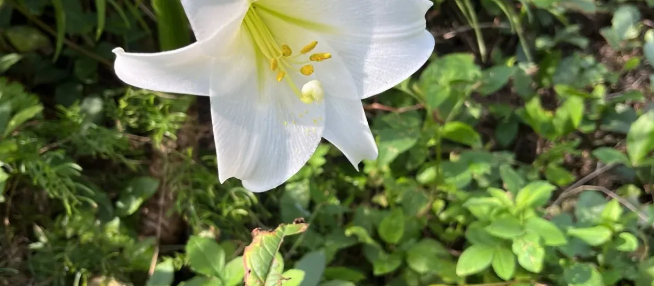Longiflorum lily