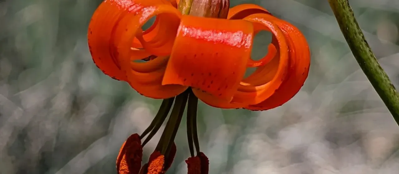 Lesser Turk's-cap lily
