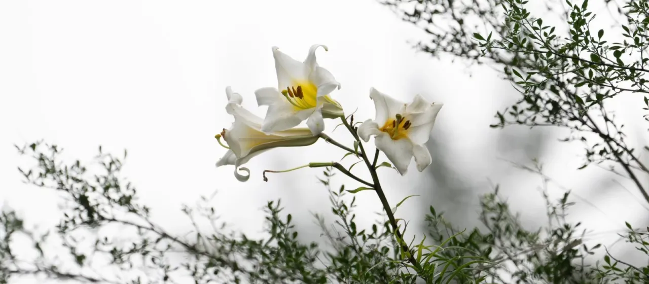 Regal lily