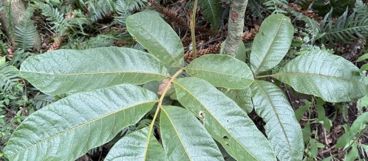 Native tamarind