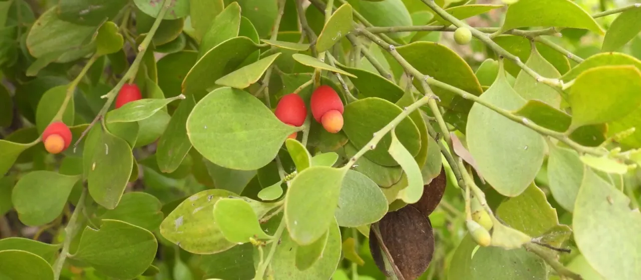 Broad-leaved sourbush