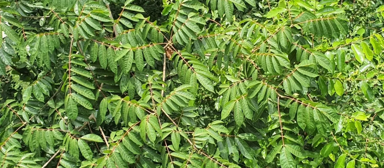 Pentaspadon motleyi